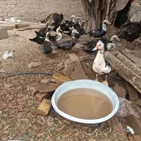 اردک|پرنده|رودبار, |دیوار