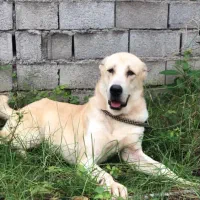 توله آلابای 9 ماهه بدلیل جابه جایی