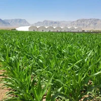 مشارکت-وفروش-زمین-کشاورزی-مجوزدارگلخانه-مهیار