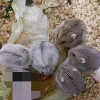 همستر چلوندنی