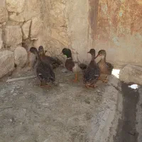 اردک کله سبز اصل کوهی|حیوانات مزرعه|کوهدشت, |دیوار