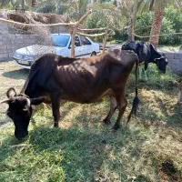 گاو زایده شیری و آبستن|حیوانات مزرعه|گنبکی, |دیوار