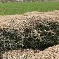 فروش یونجه|خدمات باغبانی و درختکاری|منوجان, |دیوار