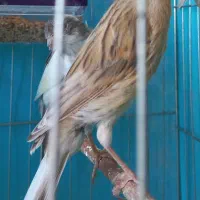 قناری ماده اماده