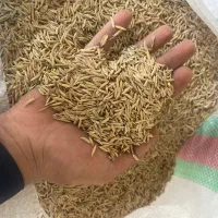 شالی بذری فجر سوزنی ۹۰ روزه