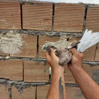 کبوتر دورگ پلاکی و رنگی|پرنده|اندیمشک, |دیوار