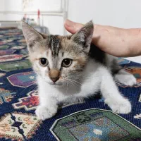 فندق کوچولو|گربه|رشت, منظریه|دیوار