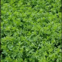 یونجه فروشی