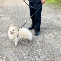 پامرانین ۱ ساله ماده