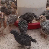 جوجه مرغ و خروس رسمی.محلی گلپایگان. کاکلی|حیوانات مزرعه|تهران, شوش|دیوار