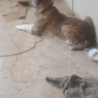 سرابی|حیوانات|ایذه, |دیوار