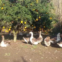 جوجه غاز محلی زیر پر در اومدن خیلی سرحال|حیوانات مزرعه|گلوگاه بابل (گلیا), |دیوار