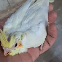 طوطی عروس سرلاکی