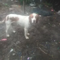 توله شکاری اموزشی کار بلد حرف گوش کن|سگ|تالش, هشتپر|دیوار