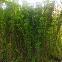 همه نمونه درخت و نهال میوه و تزینی