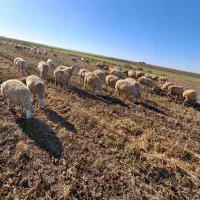 فروش 130 راس گوسفند دامازدخ|حیوانات مزرعه|پارسآباد, |دیوار