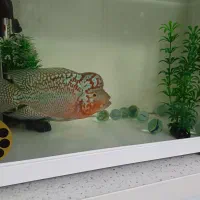 ماهی فلاور کامفا مولتی کالر