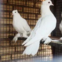 کبوتر زینتی
