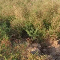 خارشتر از باغ جمع شده مخصوص دام