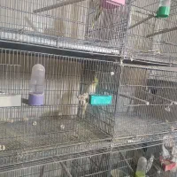 عروس هلندی البینو لوتینو