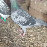 ماده پلاکی مسافتی و جوجه ساده