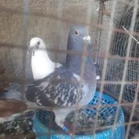 دو عدد جوجه نر