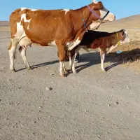 گاو گوساله سیمینتال شیری