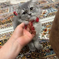 گربه 4ماهه