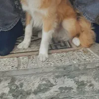 سگ نژاد پامرانین