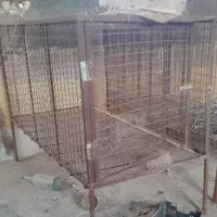 قفس مرغ و کبوتر و سگ