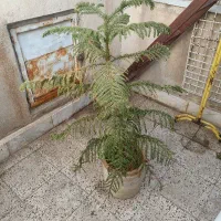 گل کاج سالم وسرحال