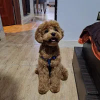 واگذاری سگ پودل-تریر(میکس)