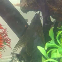 خرگوش ماهی درشت دوتاباهم|ماهی|مشهد, هفده شهریور|دیوار