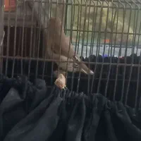 سهره آواز خون درجه 1