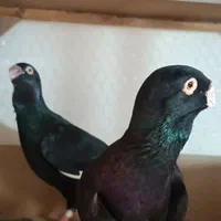 قره سوری وارداتی|پرنده|اصفهان, ارغوانیه|دیوار