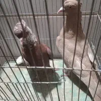 نر‌مایه.زرد.گلی.دم.سفید