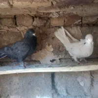 کبوتر|پرنده|لاران, |دیوار