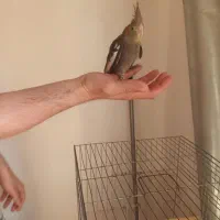 طوطی عروس جوجه رام|پرنده|شفت, |دیوار