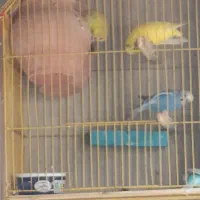 مرغ عشق|پرنده|چابهار, |دیوار