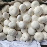 قارچ دکمه ای درجه یک|خوردنی و آشامیدنی|چگنی, |دیوار