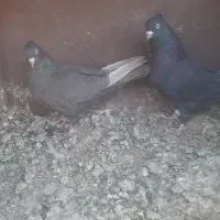 کبوتر سیاه سرکه ای|پرنده|مرودشت, کناره|دیوار