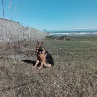 سگ ژرمن ماده