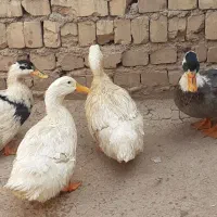 ۴ تا اردک بالغ و سالم