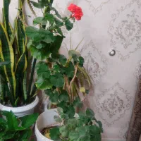 گل شمعدانی بزرگ وزیبا