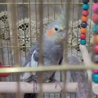 جوجه عروس هلندی پنج ماهه