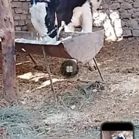 گوساله نر