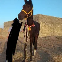 مادیان عرب( خط خونی خوب)|اسب و تجهیزات اسب‌سواری|یزد, |دیوار