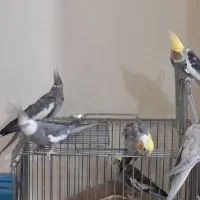 طوطی عروس هلندی مولد و سخنگو رام