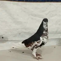 ماده‌ شهری گل‌دار|پرنده|شیراز, هفت تنان|دیوار