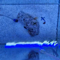 اکواریوم به همراه ماهی|ماهی|فولادشهر, مسکن مهر فولادشهر|دیوار